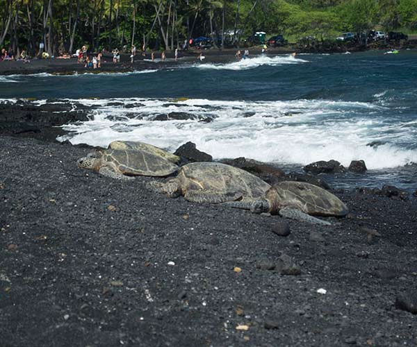 Turtles on Black Sand beach in Hawaiian