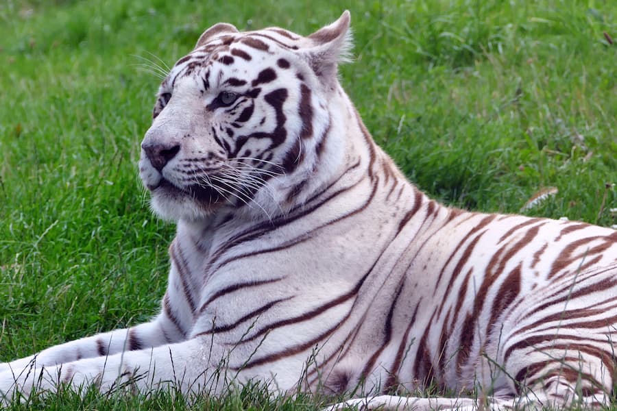 white tiger sitting in the grass