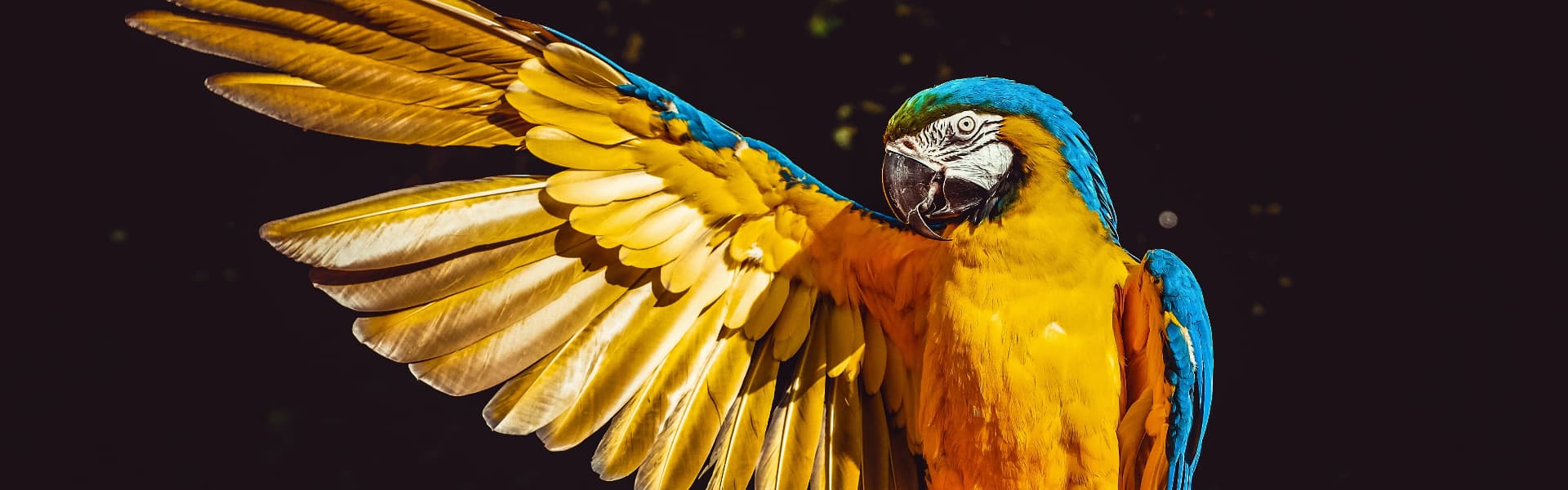 macaw bird fanning out one wing against dark background