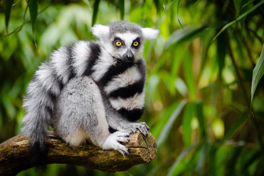 ring-tailed lemur on a branch