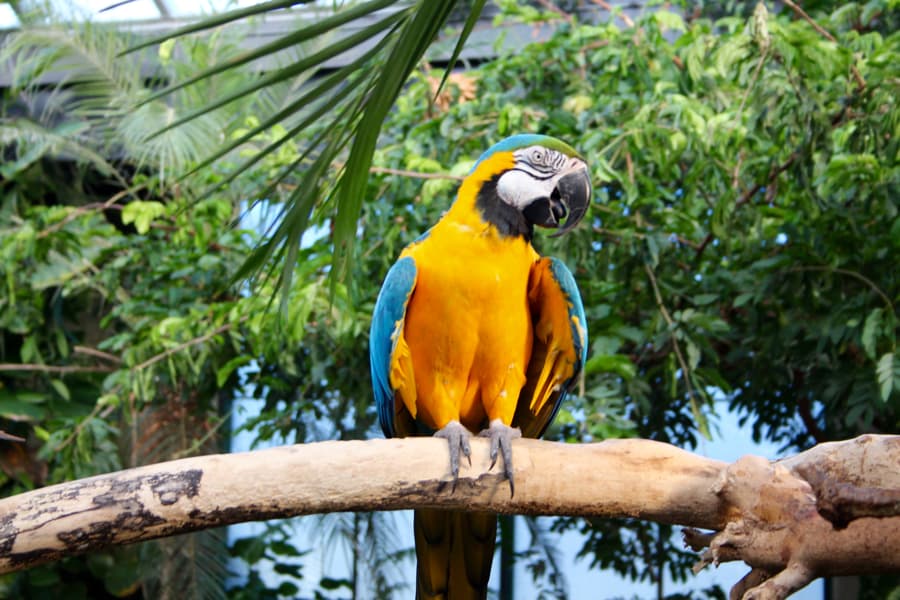 blue macaw bird sitting on branch