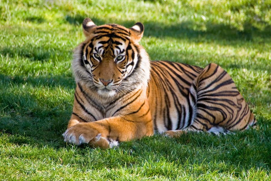 tiger lounging in the grass staring at camera