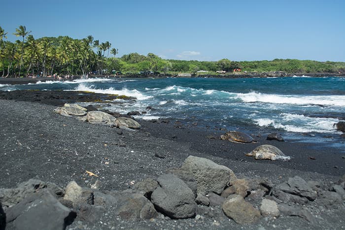 Picture of the shore with black sand and several turtles