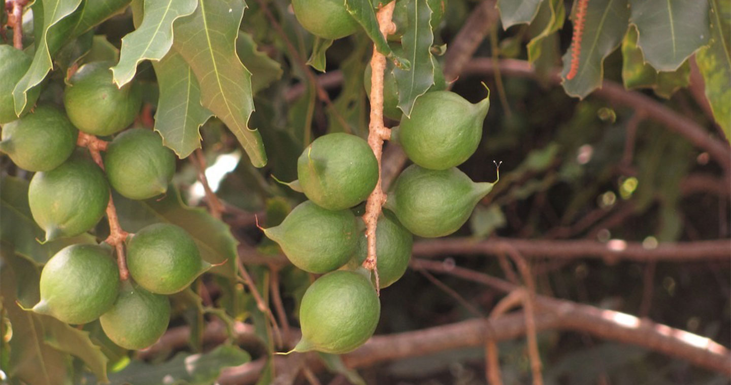 Green Macadamia nuts still in the tree