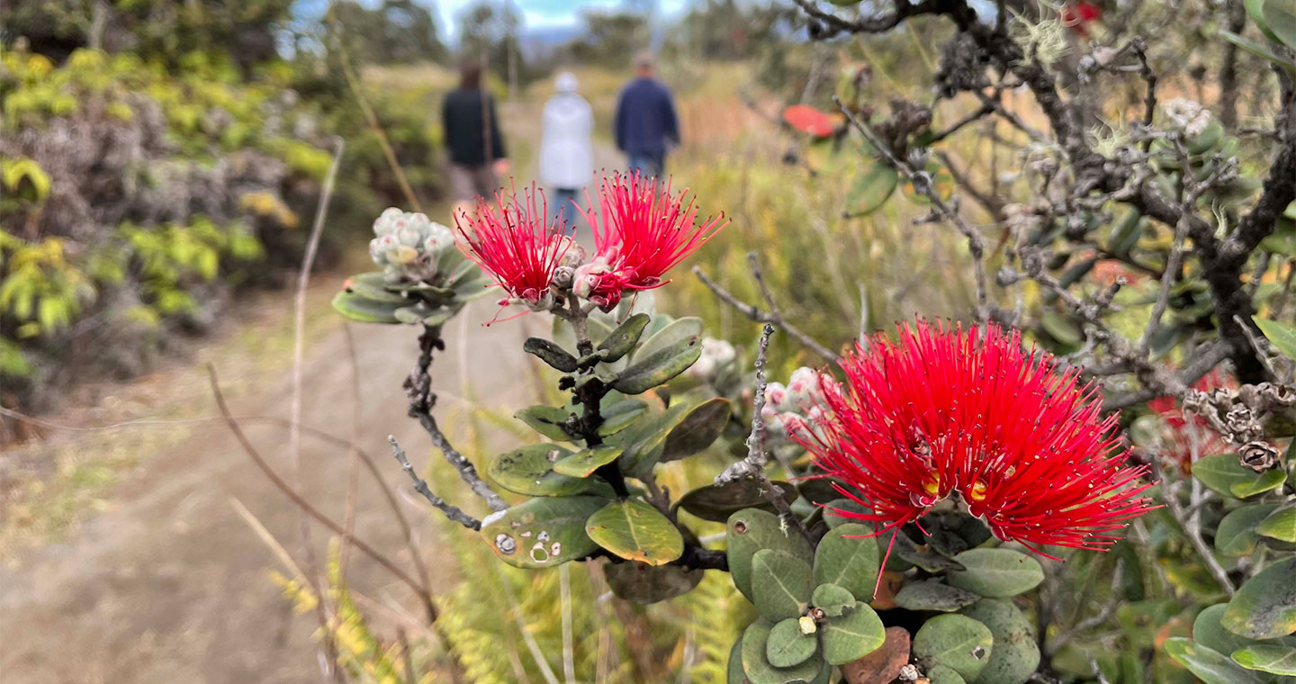 Hawaiian plant: 'Ohi'a lehua, a bright red flower