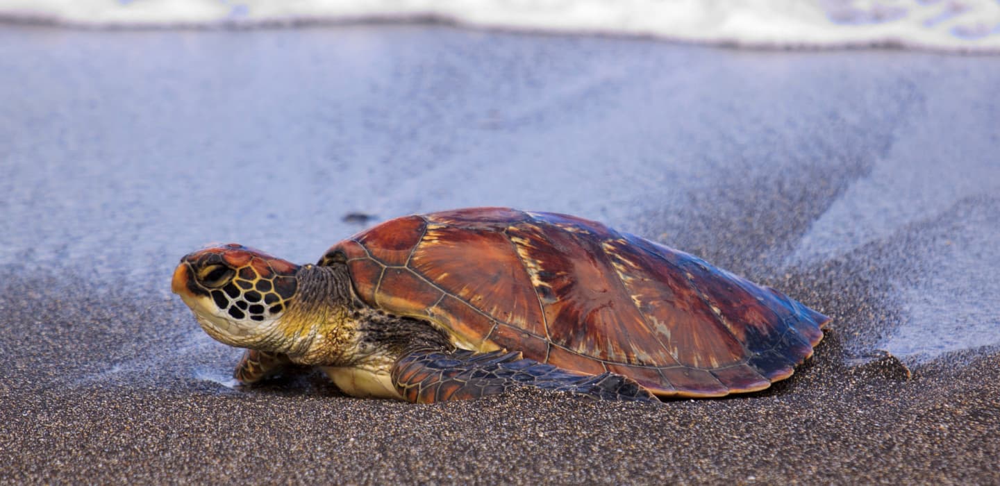 Hawksbill turtle on the beach - view turtles when you visit our bed and breakfast in Hawaii