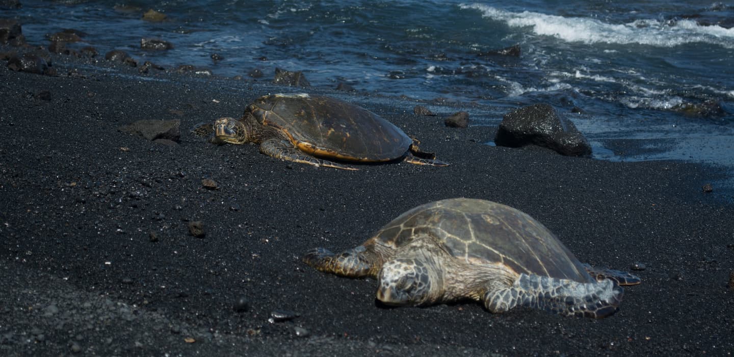 Turtles in Black Sand in Hawaii