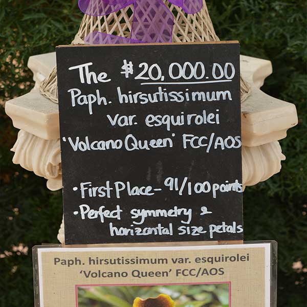 $20000.00 volcano queen