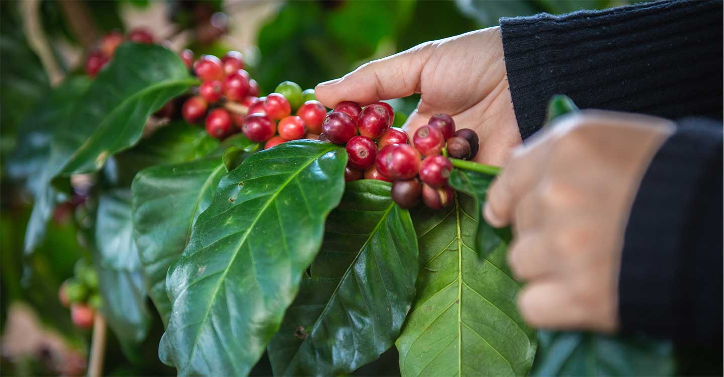Coffee farms on Hawaii coffee beans