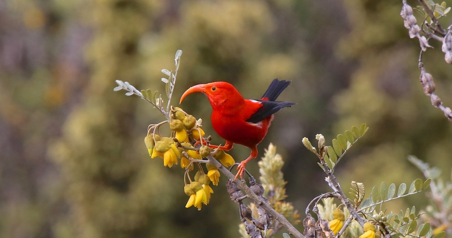 A Scarlet honeycreeper, a hawaiian bird, perched on a branch in Hawaii Volcanoes National Park