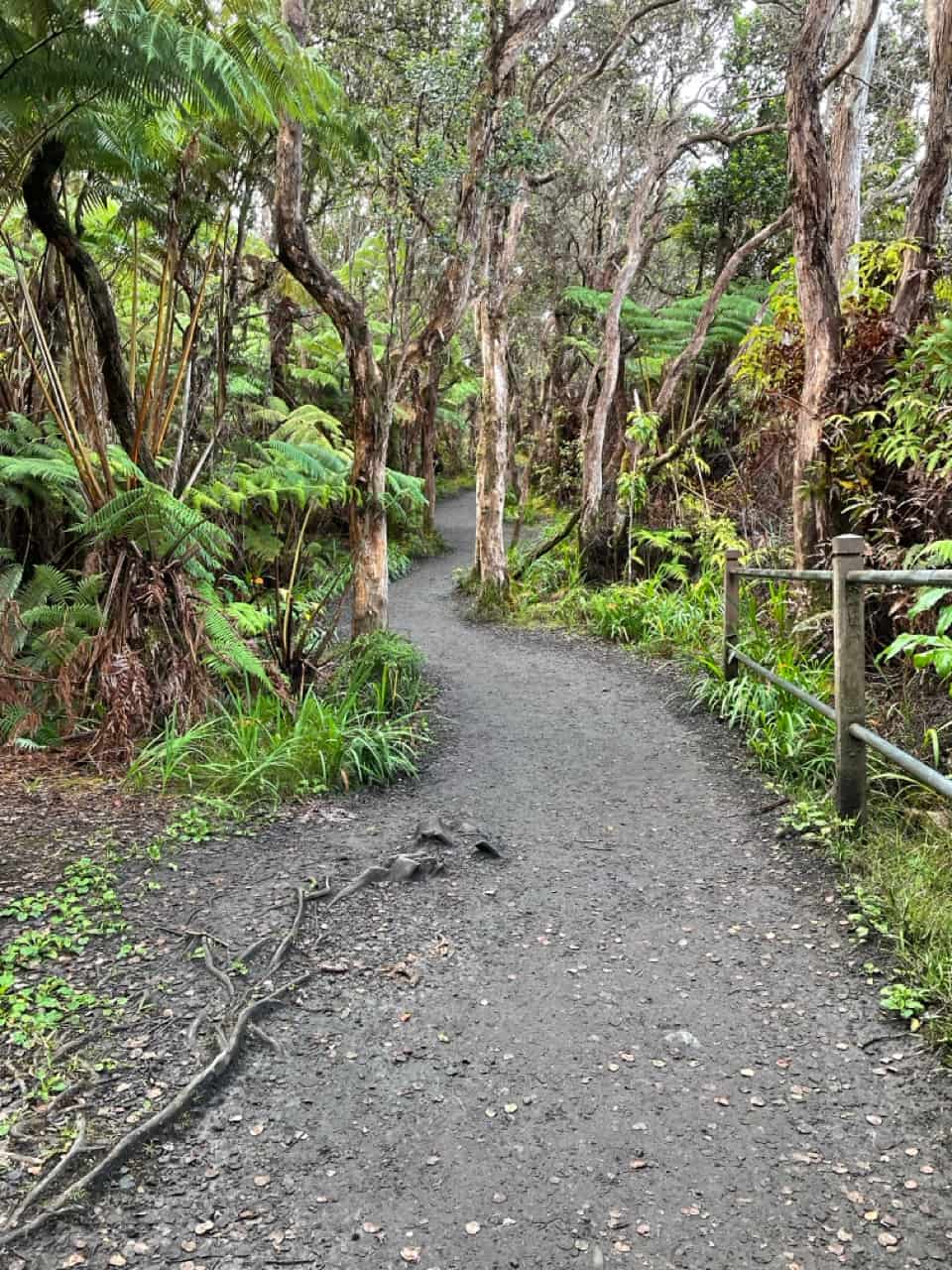 A trail at Hawaii Volcanoes National Park