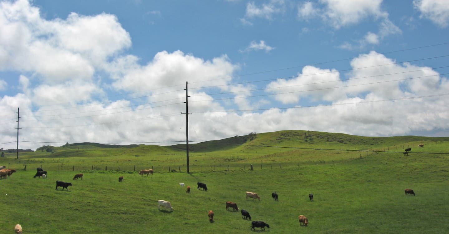 Cows grazing on a green pasture in Waimea