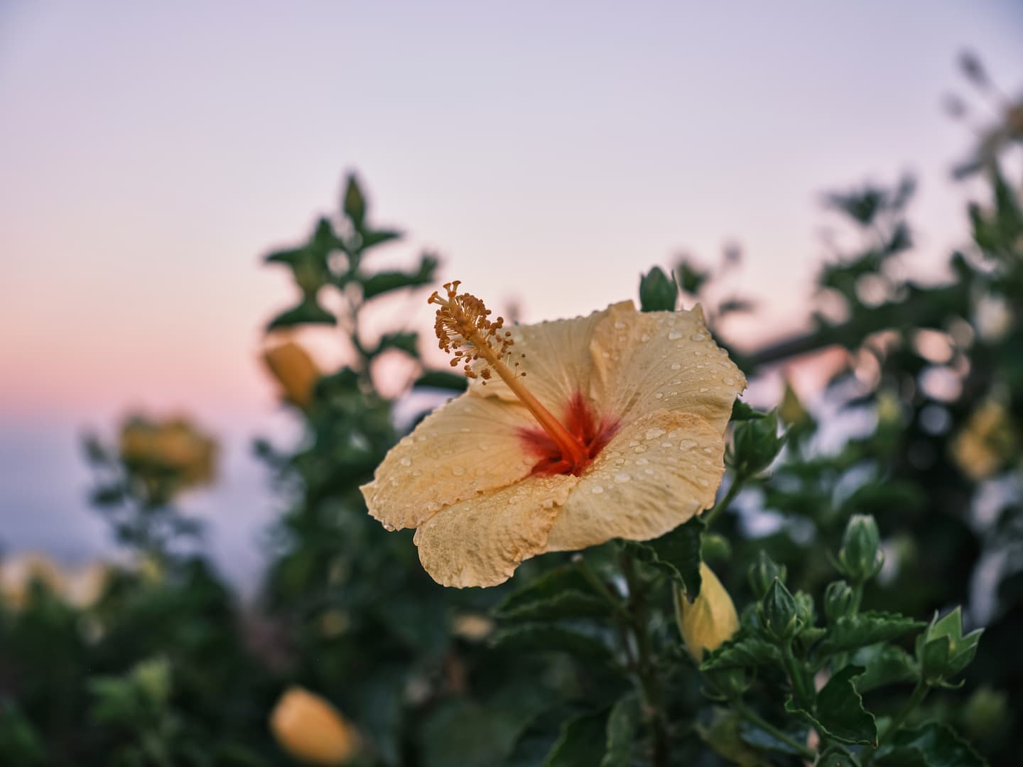 A yellow hibiscus flower in a garden on the Big Island of Hawaii