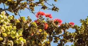 ʻōhiʻa lehua tree in Volcano, HI